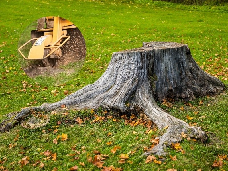 Stump Removal