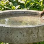 Bird Bath
