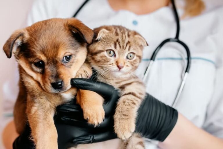 Why Pet Wellness Exams Are the Best Investment You’ll Make for Your Pet