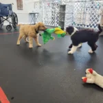 Puppy Training