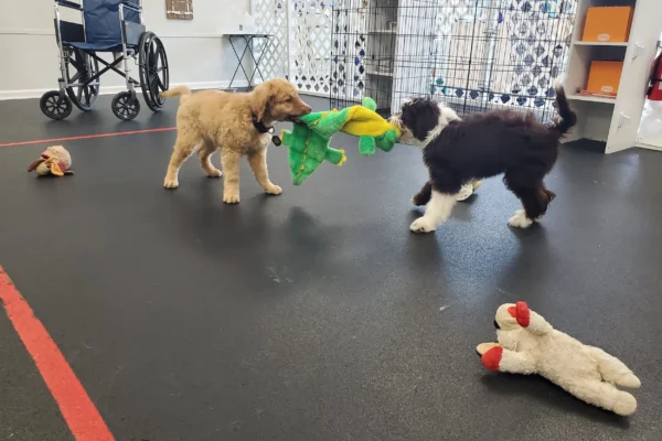 Puppy Training