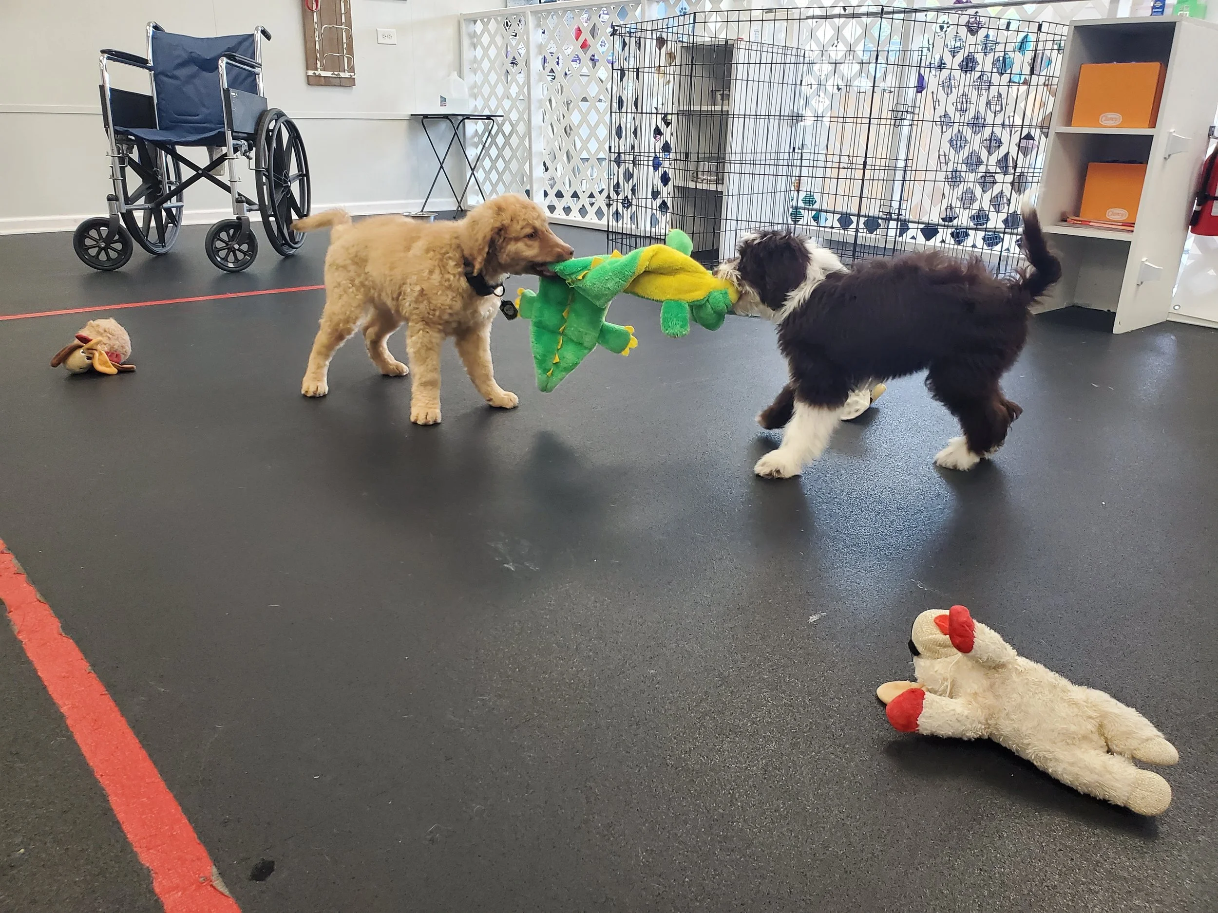 Puppy Training