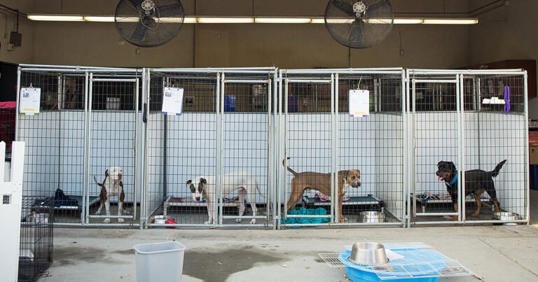 Why Dog Owners Keep Coming Back to Karnik Pet Lodge